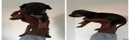 Mixed Breed dogs for sale: Malinois cross staffy  in London - Advert 5