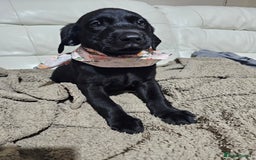 Labrador Retriever dogs for sale: 2boys / 4 girls  READY TODAY FOR FOREVER HOMES - Image 24