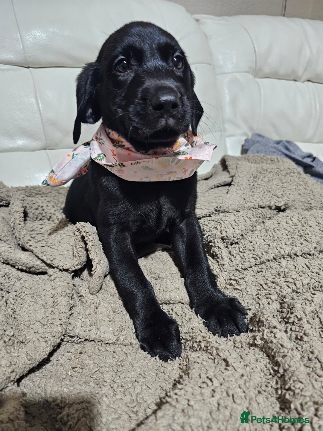 Labrador Retriever dogs for sale: 2boys / 4 girls  READY TODAY FOR FOREVER HOMES - Image 24