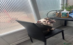 English Bulldog dogs for sale: 2 English bulldogs💙💜 - Image 2