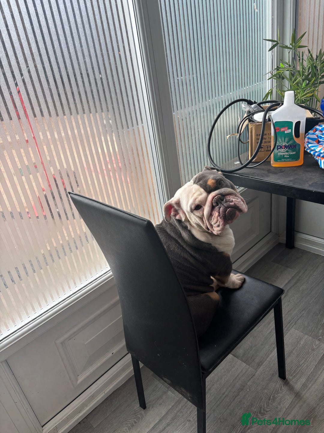 English Bulldog dogs for sale: 2 English bulldogs💙💜 - Image 2