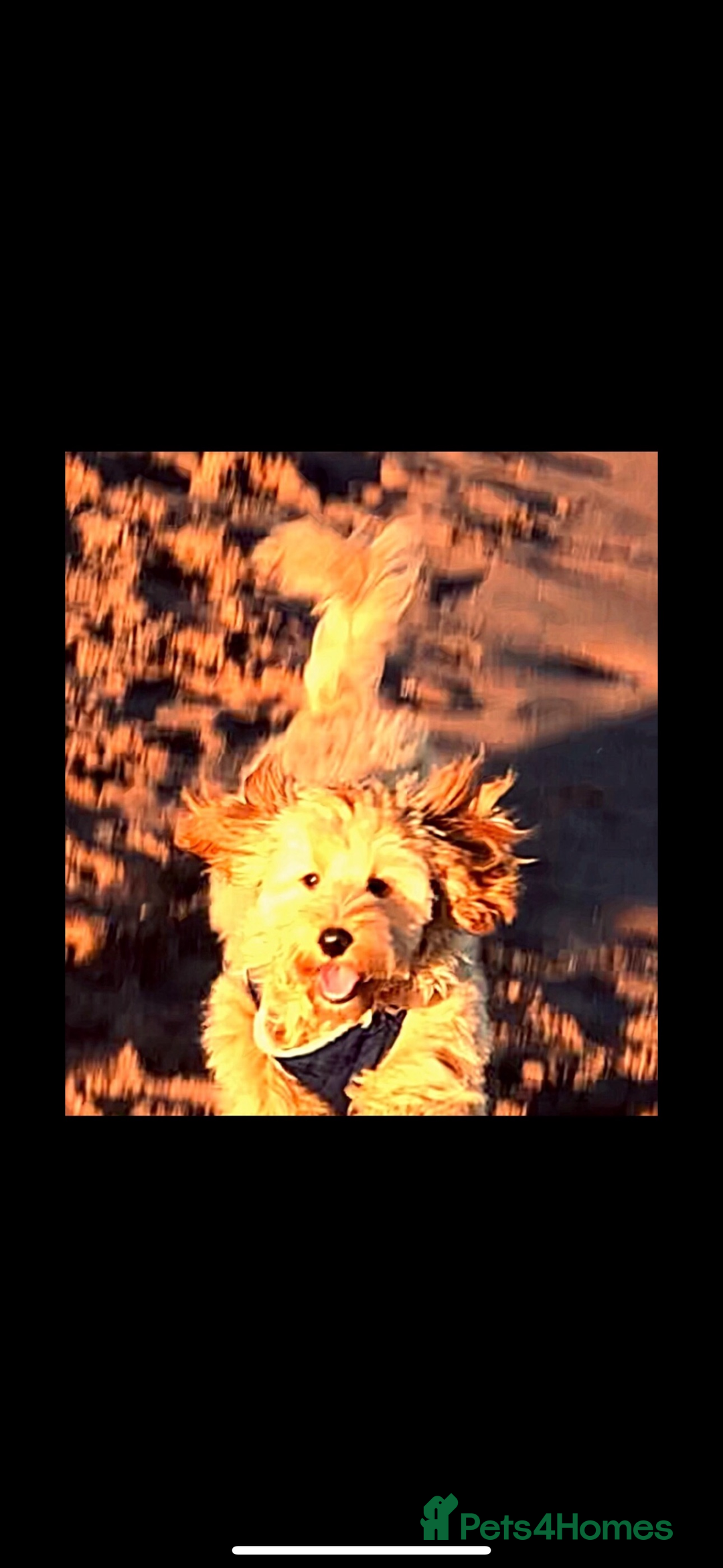 Cockapoo dogs for sale: Cockapoo F1b Male - Advert 3