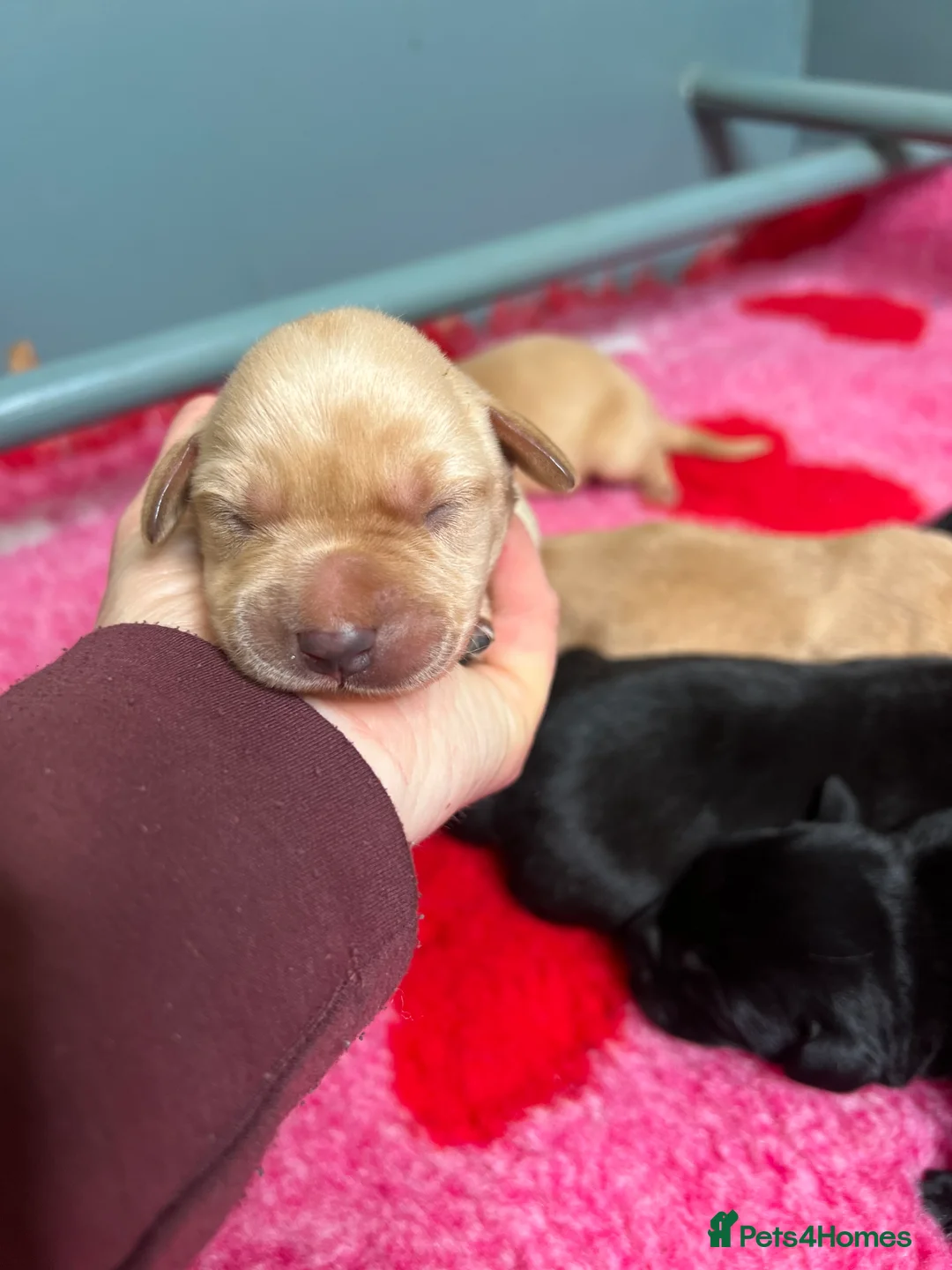 Labrador Retriever dogs for sale: KC REGISTERED LABRADOR RETRIEVER PUPPIES  - Advert 2