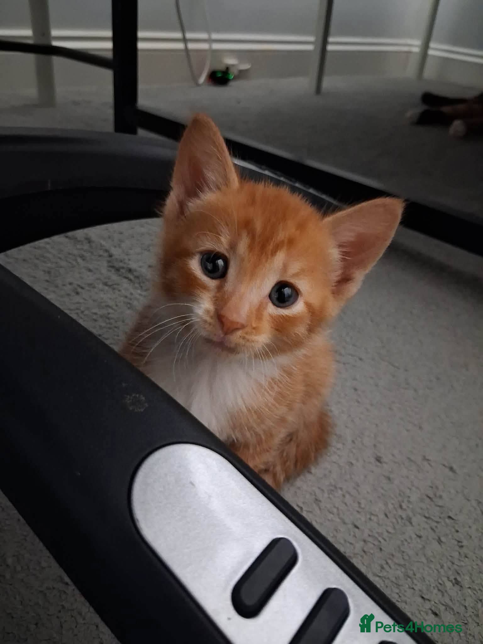 Mixed Breed cats Blaze for adoption - Advert 4