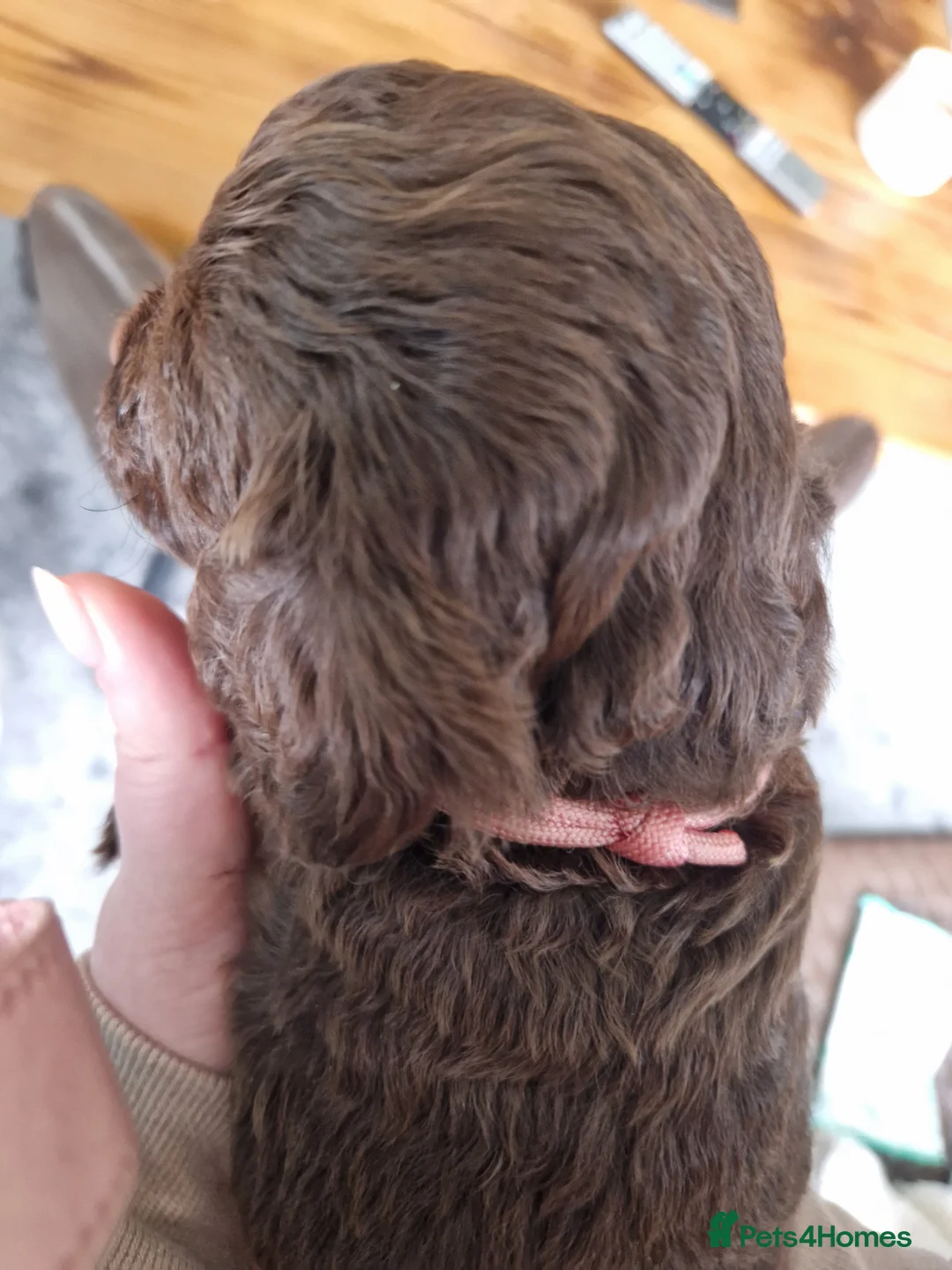 Cockapoo dogs for sale: Cockapoo X Toy Poodle - Advert 11