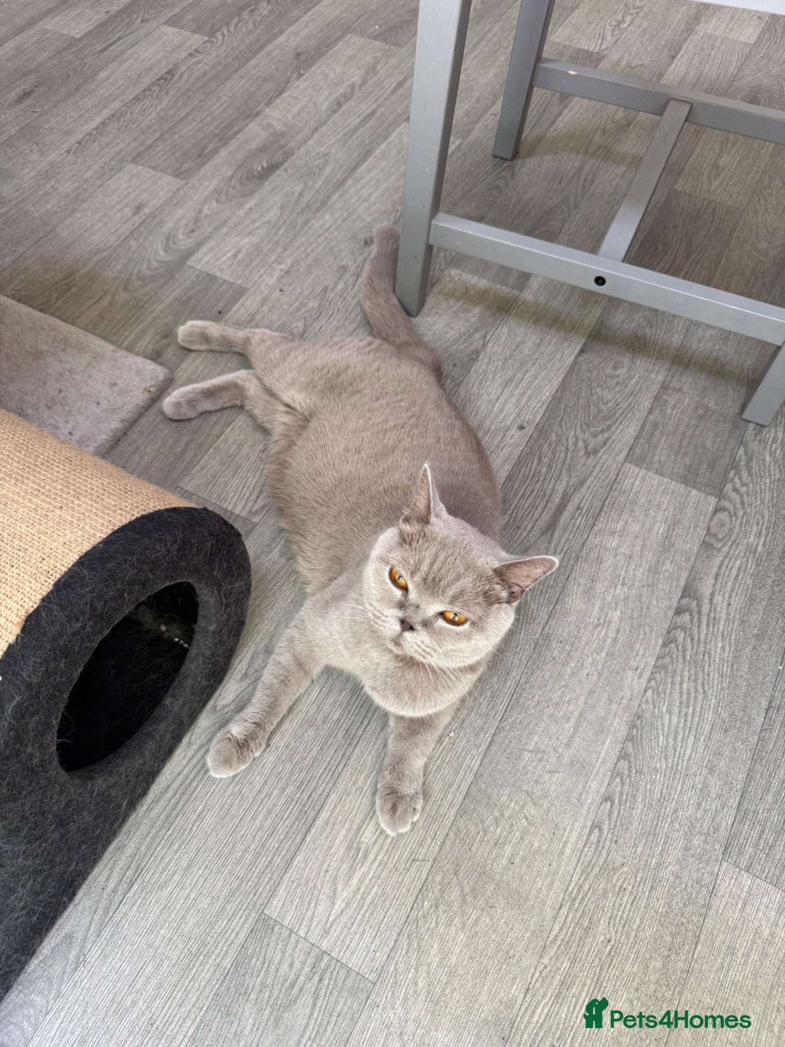 British Shorthair cats Beautiful lilac British Shorthair kittens  - Advert 2