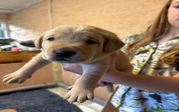 Labrador Retriever dogs for sale: Stunning  KC registered Labrador puppies - Image 9