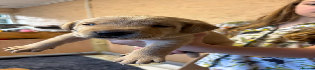 Labrador Retriever yellow boy blue collar