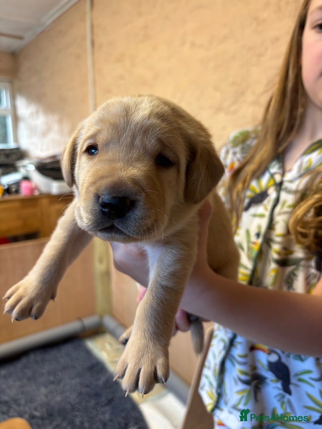 Labrador Retriever dogs for sale: Stunning  KC registered Labrador puppies - Image 9