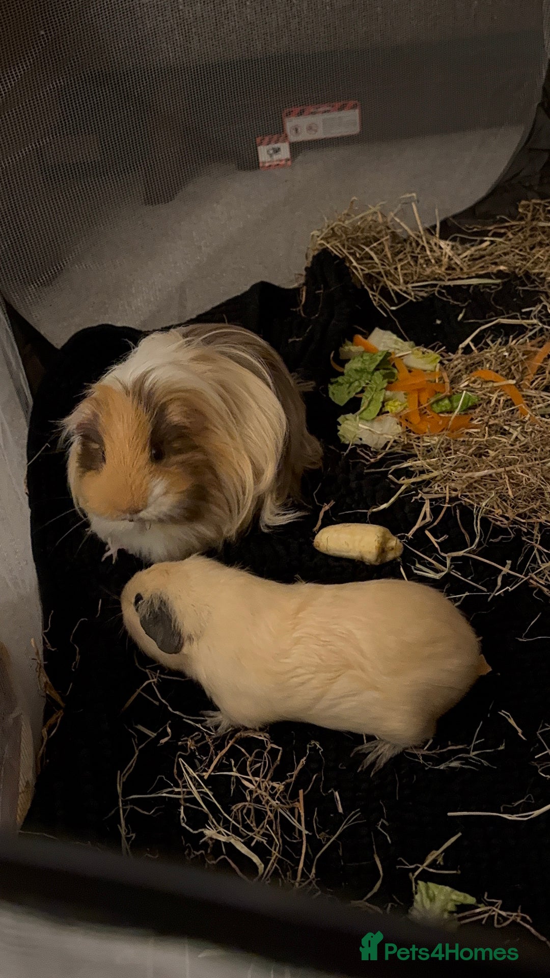 Guinea Pig rodents for sale: 2 Male Guinea Pigs, optional Hutch & Accessories  - Advert 7