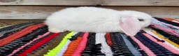 Mini Lop rabbits for sale: Gorgeous pure Mini lops  - Advert 14