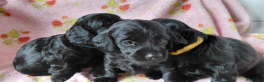 Mixed Breed Puppy 3
