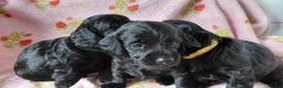 Mixed Breed dogs for sale: Doxiepoo =dachshund x poodle - Advert 5