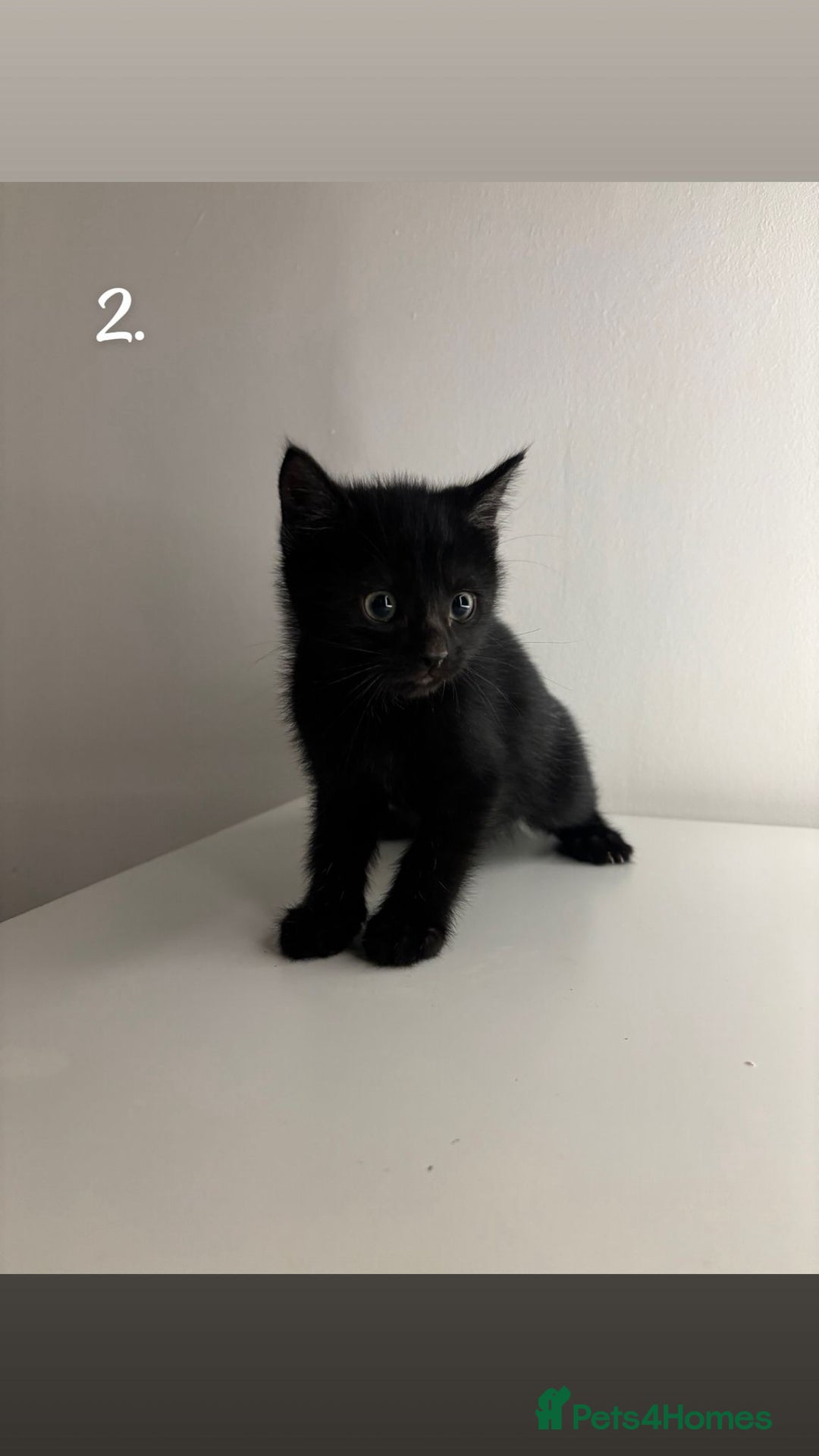 Mixed Breed cats for sale: Kittens for sale - Advert 5