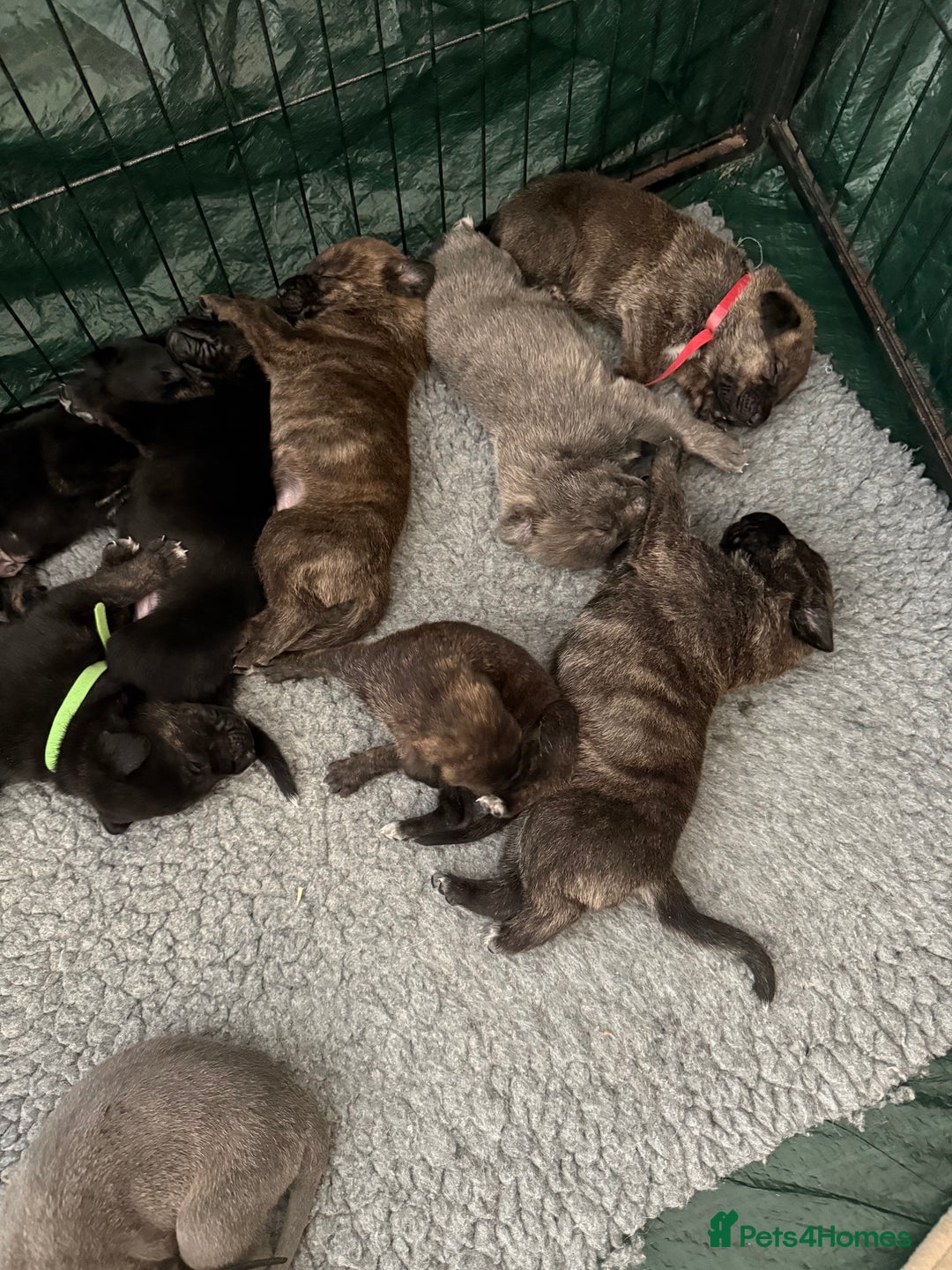 Mixed Breed dogs for sale: Staff x puppies - Image 8