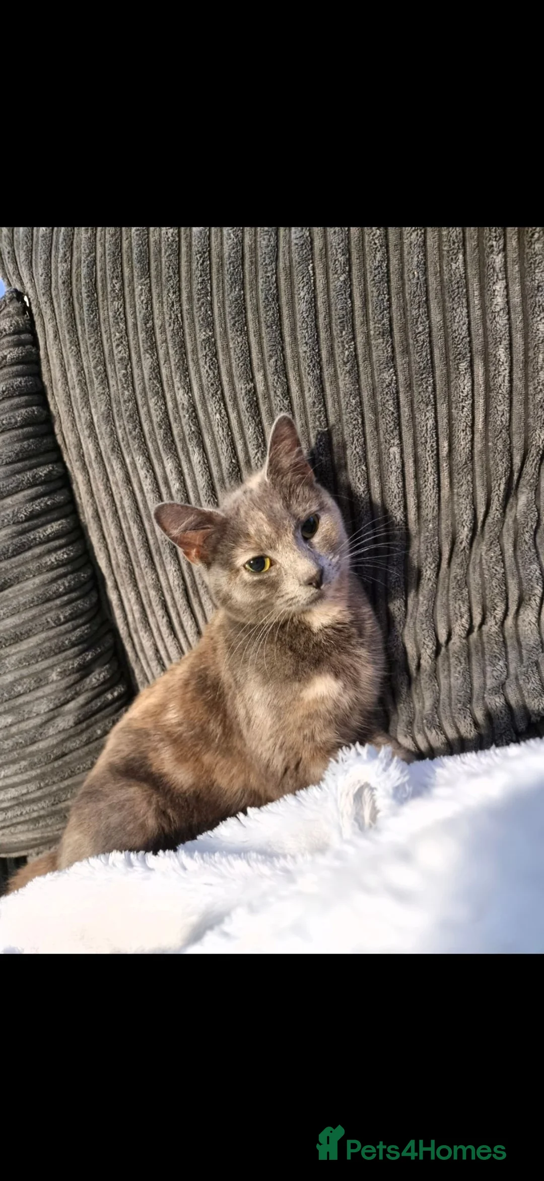British Shorthair cats for sale: 4 British short-hair kittens, 1 male , 3 female - Advert 2