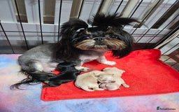 Shih Tzu dogs for sale: Quality Imperial Shih tzu babies - Advert 4