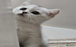 British Shorthair cats for sale: 4 British Short-hair kittens ready for new home💓 - Image 21
