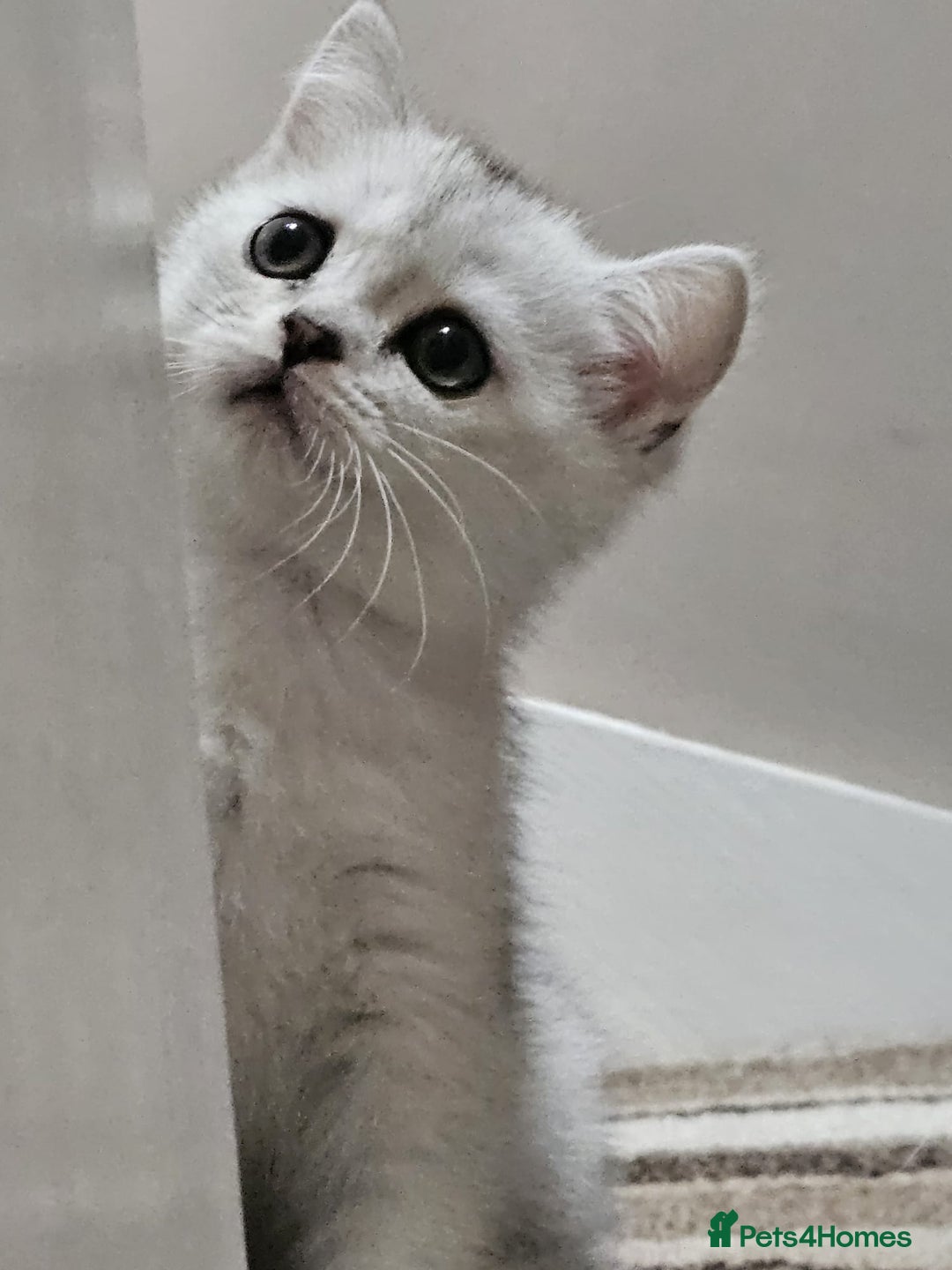 British Shorthair cats for sale: 4 British Short-hair kittens ready for new home💓 - Image 21