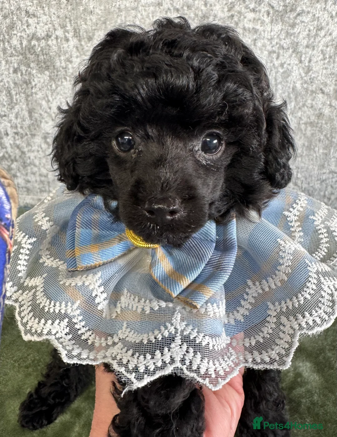 Toy Poodle dogs for sale: Toy poodle x Asian  - Advert 3