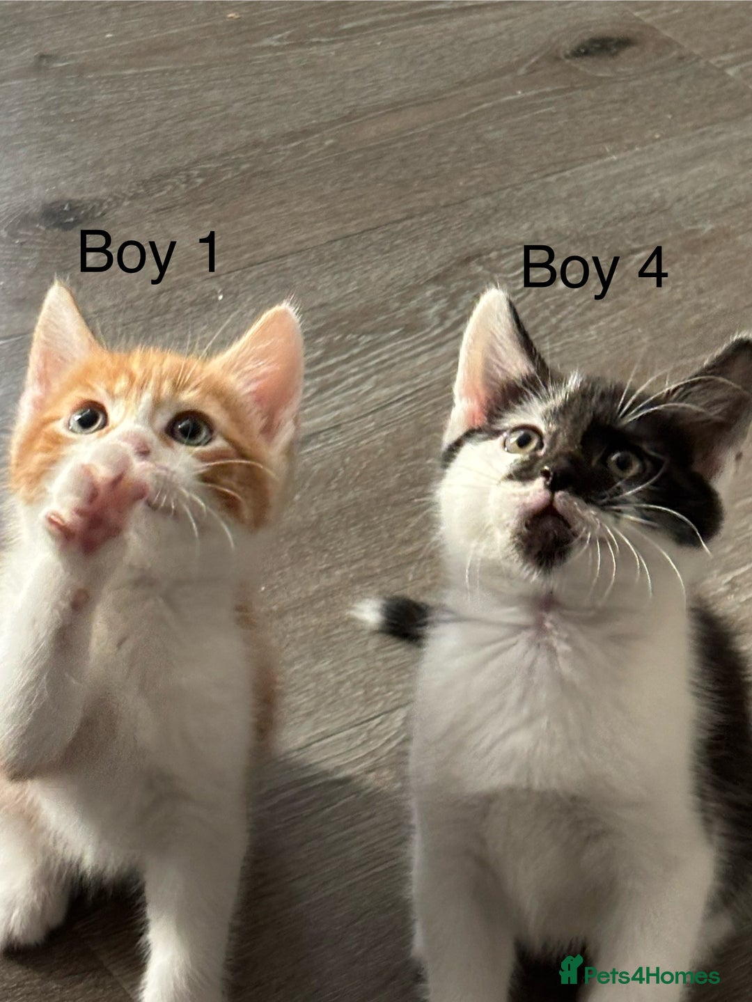 Mixed Breed cats for sale: 4 Gorgeous little boys  - Image 26