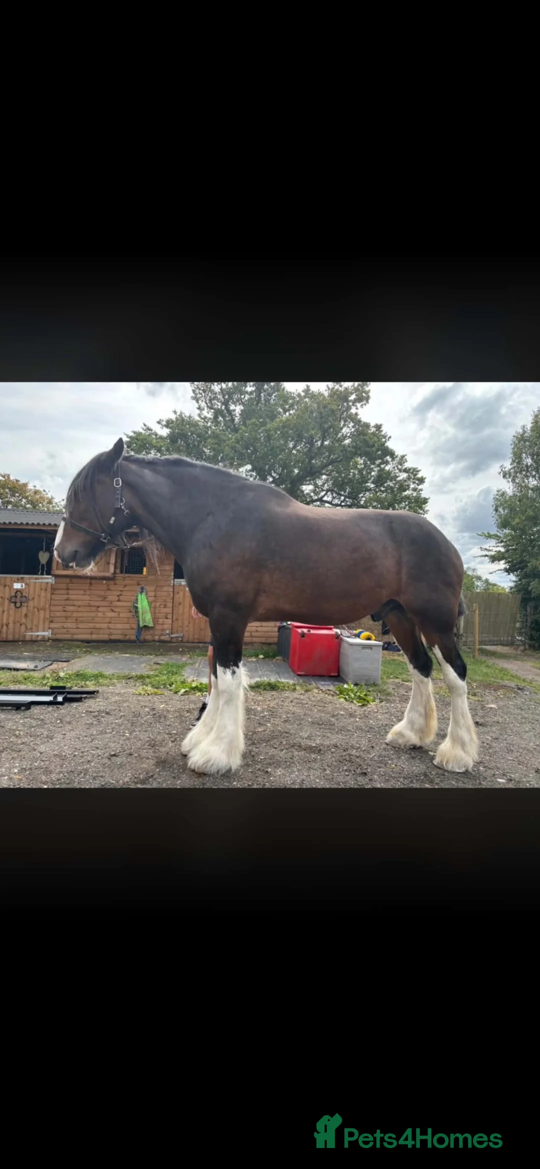 Shire horses for sale: 14 year old Shire horse  in Birmingham - Advert 2