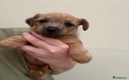 Norfolk Terrier dogs for sale: Norfolk Terrier Puppies - Image 1