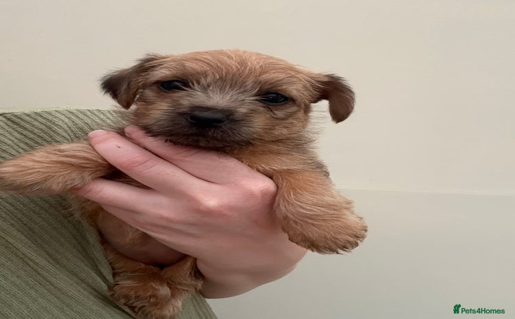 Norfolk Terrier dogs - Advert 1