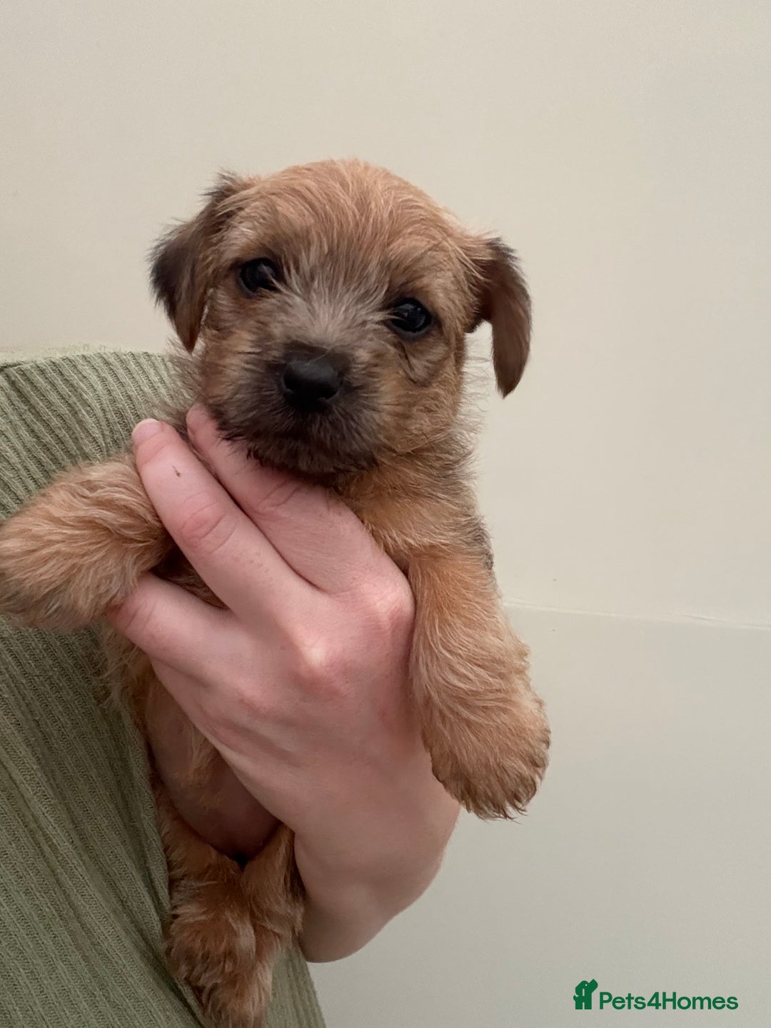 Norfolk Terrier dogs for sale: Norfolk Terrier Puppies - Image 1