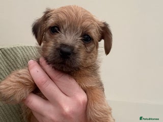 Norfolk Terrier dogs - Advert 4