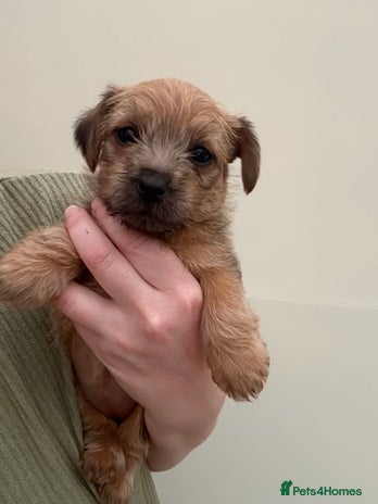 Norfolk Terrier dogs - Advert 4