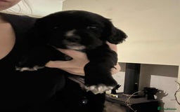 Cocker Spaniel dogs for sale: Working gundog cocker spaniel pups - Image 10