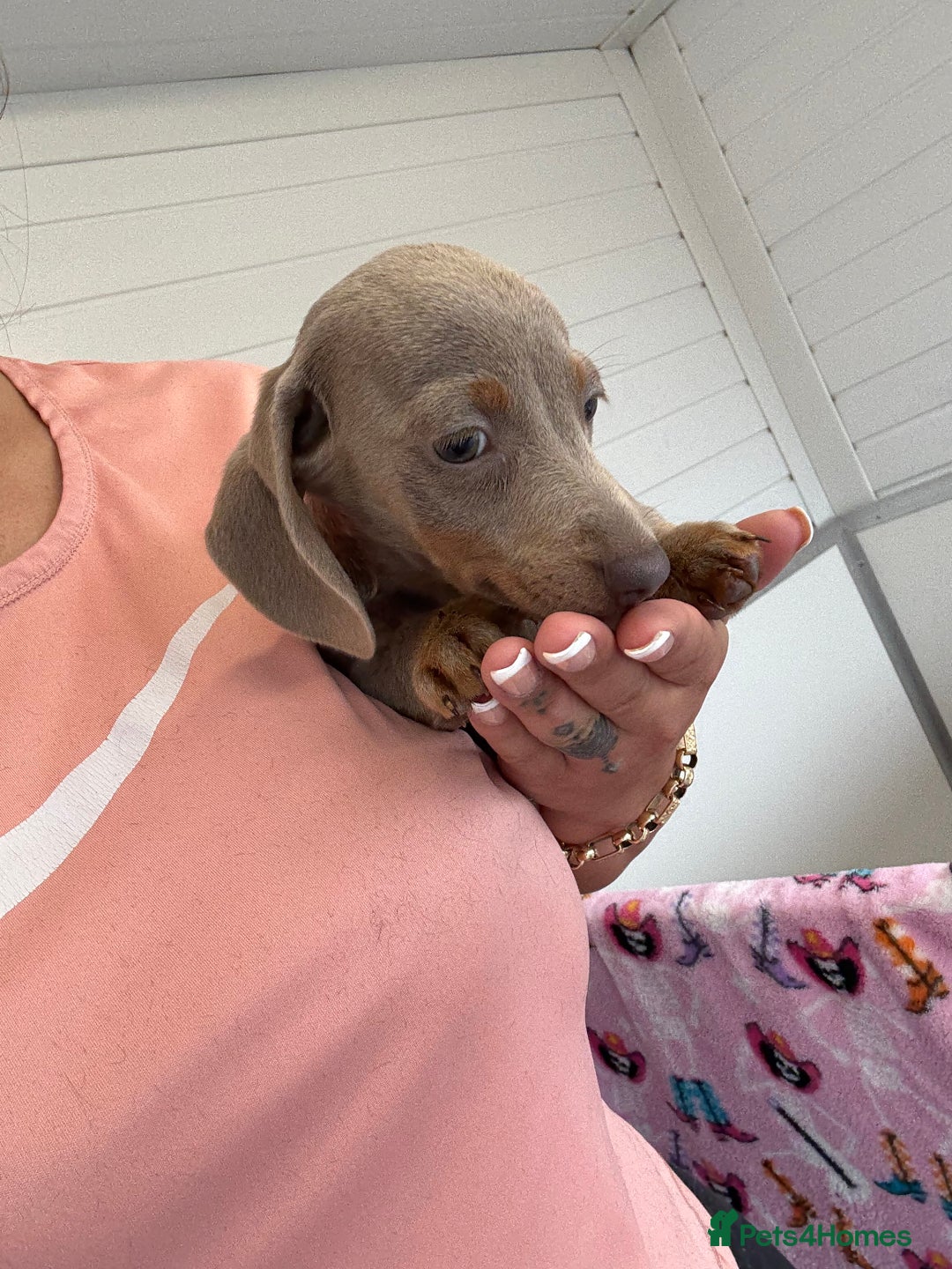 Miniature Dachshund dogs for sale: Mini Dachshund puppies for sale  - Image 5