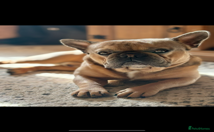 French Bulldog dogs - Advert 1