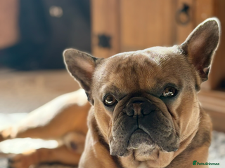 French Bulldog dogs - Advert 1
