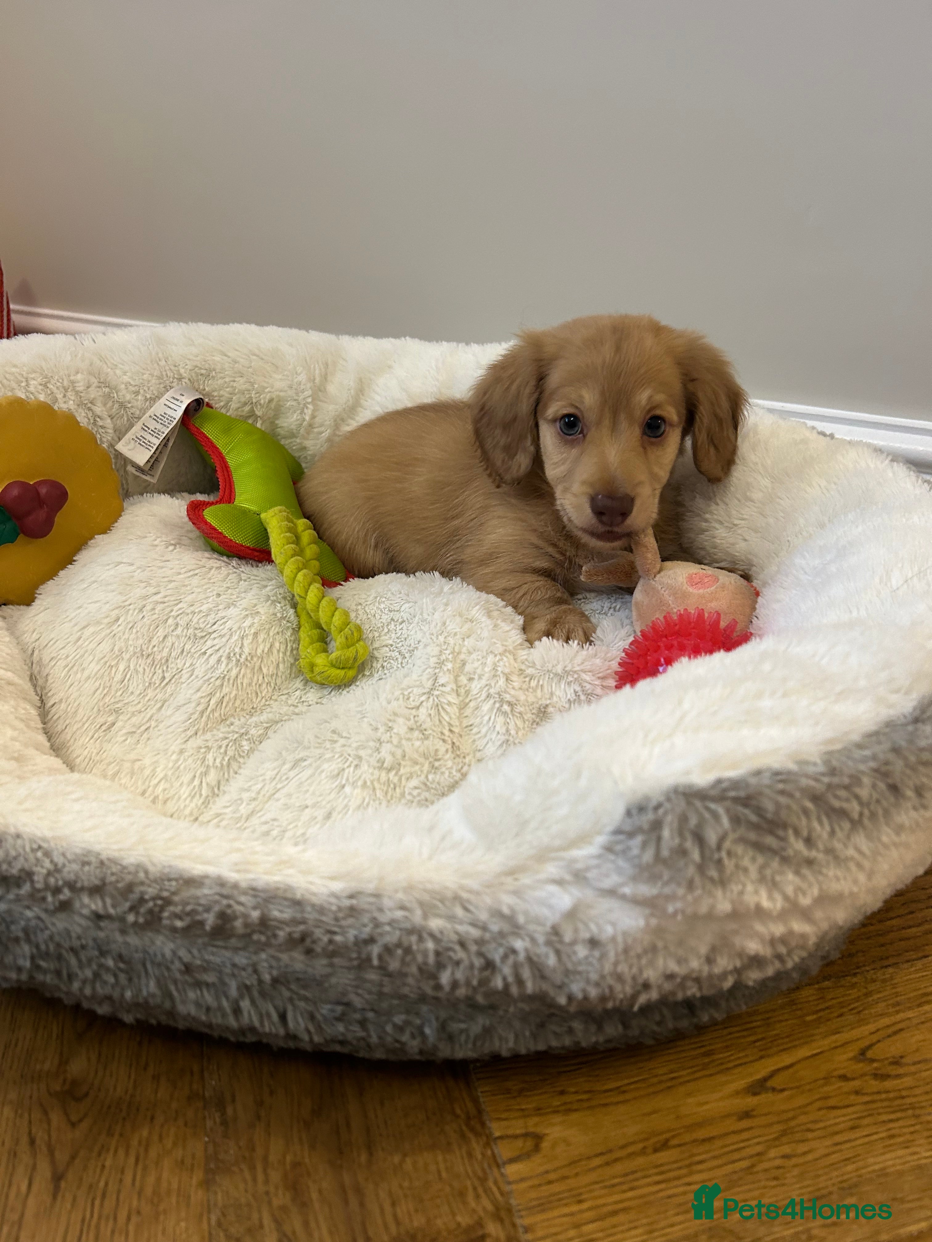 Miniature Dachshund dogs Miniature long hair English cream dachshund  - Advert 2
