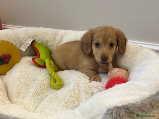 Miniature Dachshund dogs Miniature long hair English cream dachshund - Advert 2