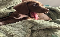 Bocker dogs for sale: 🐶 Cocker Spaniel x Beagle (Bocker) Puppy 🐶 - Image 4
