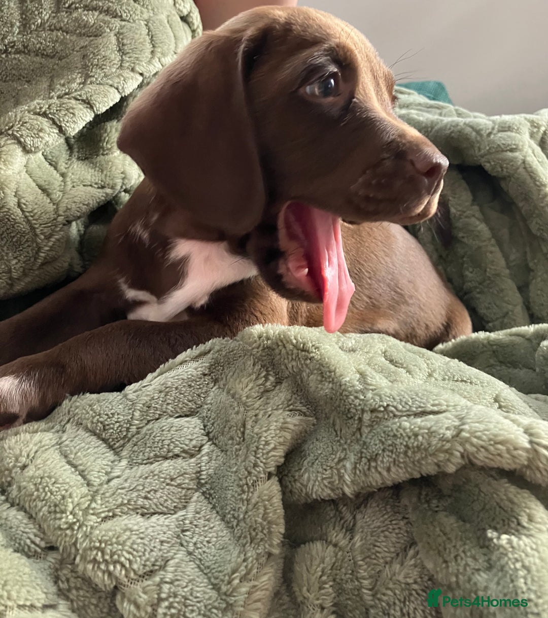 Bocker dogs for sale: 🐶 Cocker Spaniel x Beagle (Bocker) Puppy 🐶 - Image 4