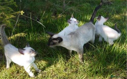 Siamese cats for sale: Siamese Kittens - Image 23