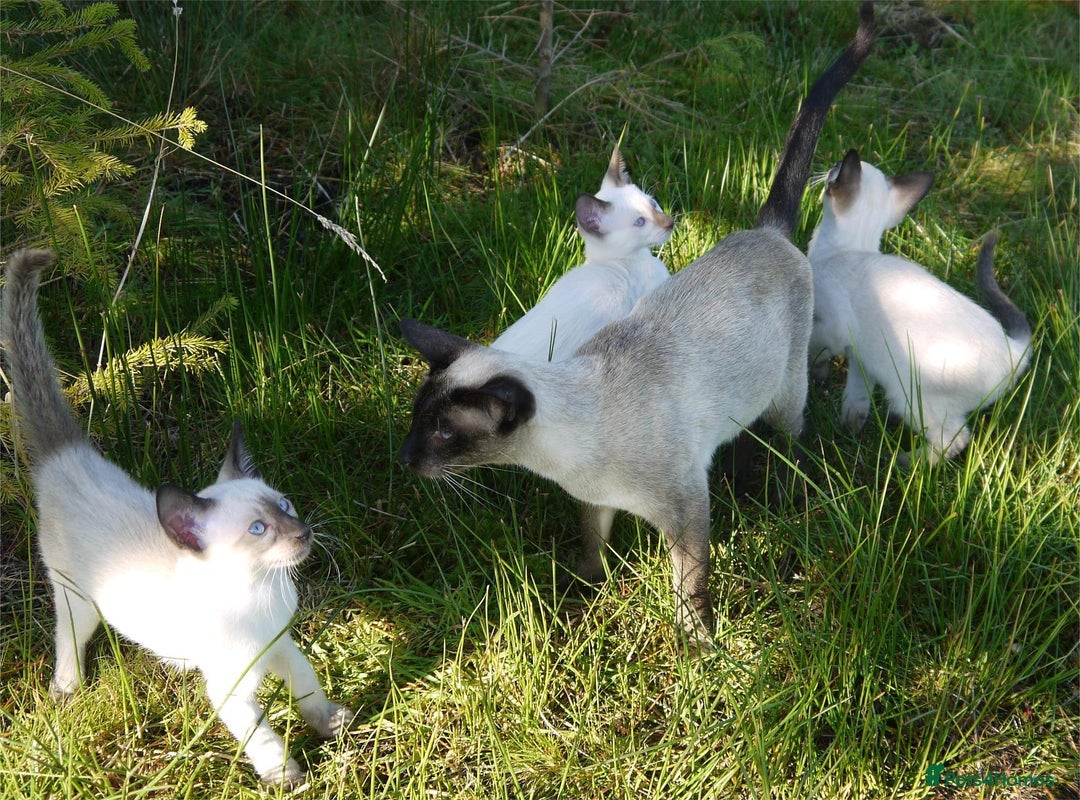 Siamese cats for sale: Siamese Kittens - Image 23