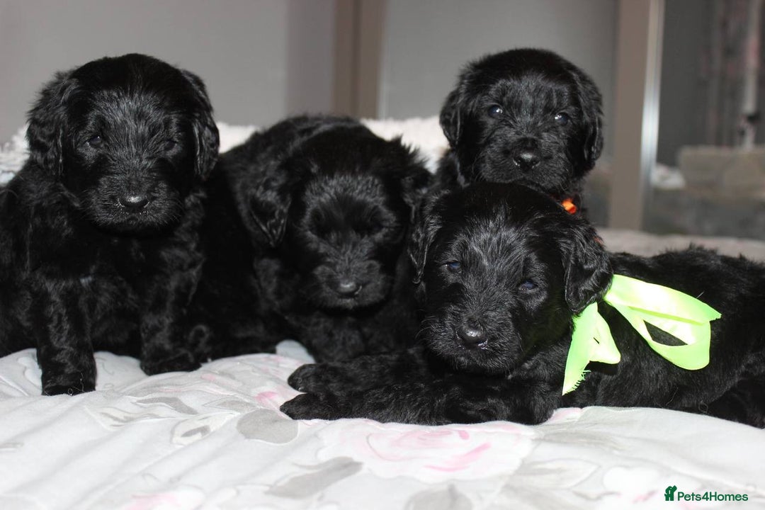 Goldendoodle dogs for sale: F1 Goldendoodle black Puppies - Advert 6