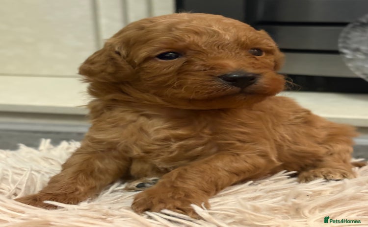 Jackapoo dogs - Advert 3