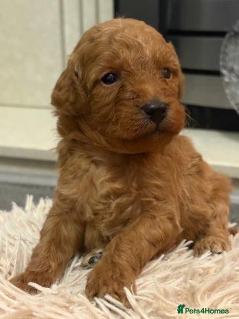 Jackapoo dogs - Advert 3