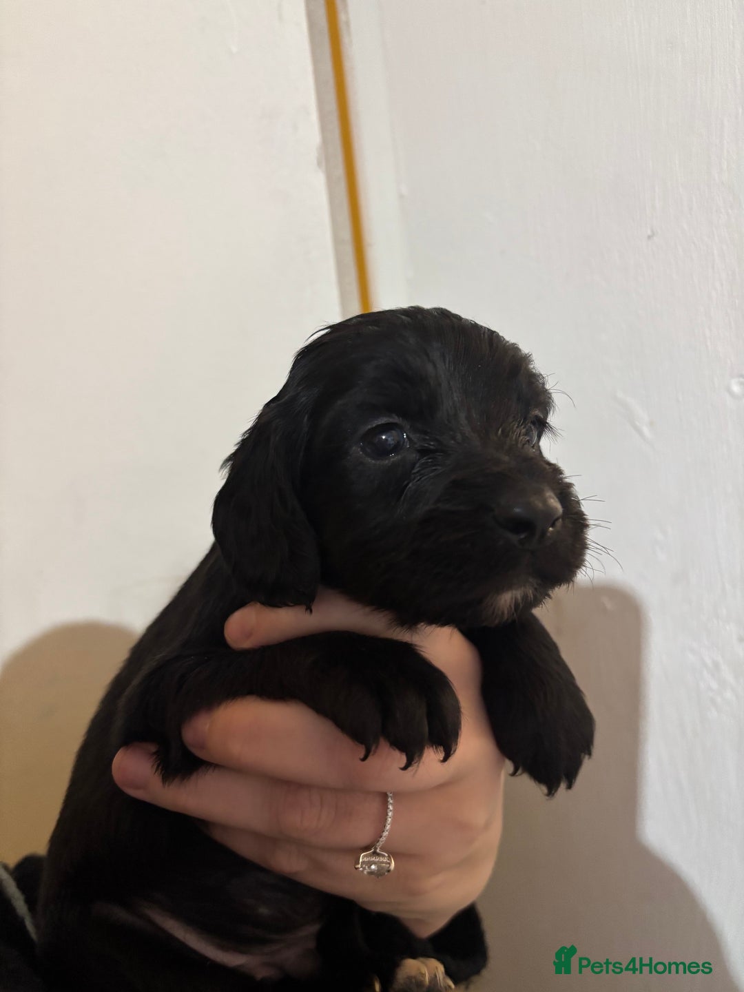 Cocker Spaniel dogs for sale: 🐶Beautiful Cocker spaniel puppies 🐶  - Advert 36