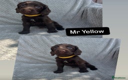 Cocker Spaniel dogs for sale: Extensively Health tested/KC REG Cocker Puppies - Image 9