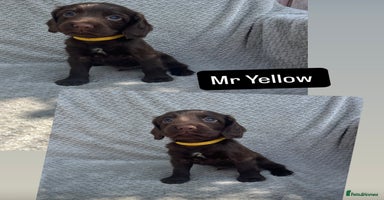 Cocker Spaniel dogs - Advert 2