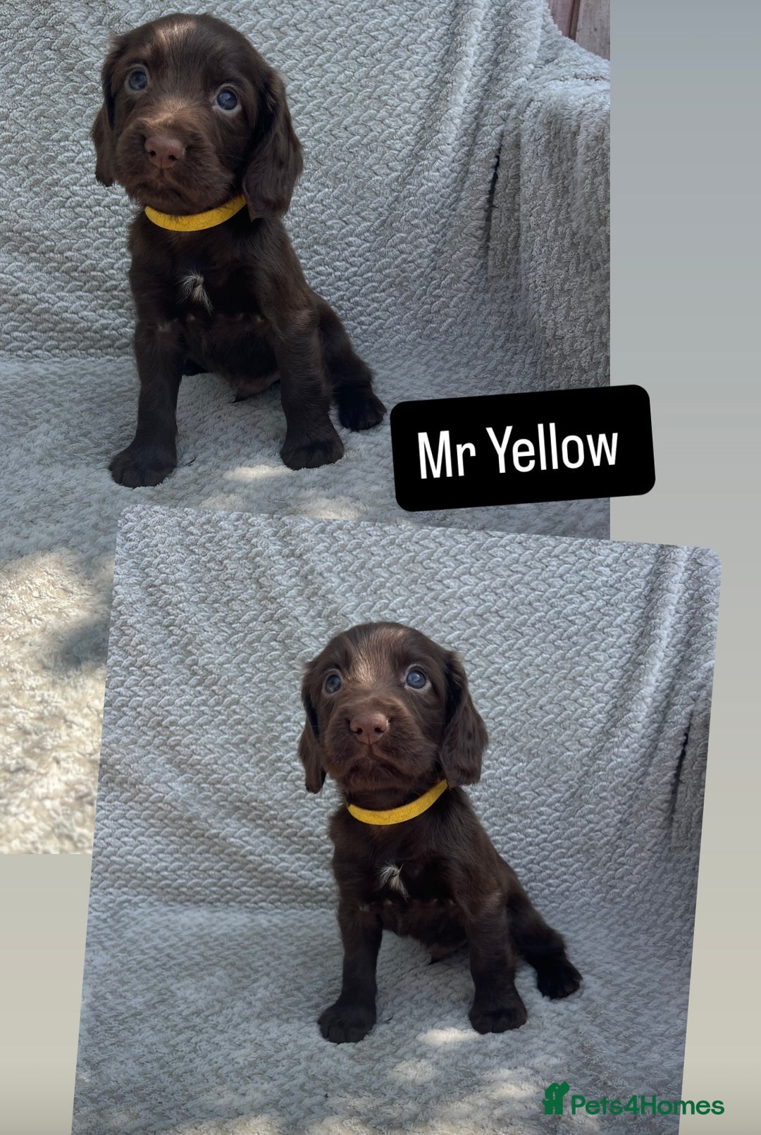 Cocker Spaniel dogs for sale: Extensively Health tested/KC REG Cocker Puppies - Image 9