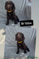 Cocker Spaniel dogs - Advert 9