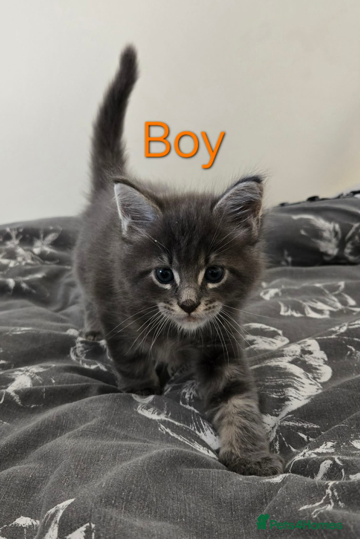 Maine Coon cats 4 Maine coon boys. - Advert 4